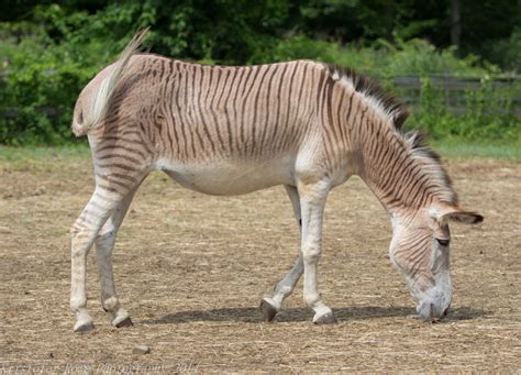 Zonkey 1 Zonkey Big Animals Huge Dogs