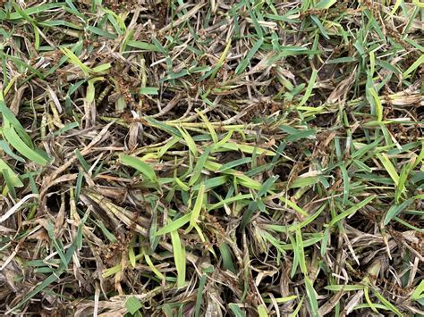 A glyphosphate such as roundup? What is this? | LawnSite.com™ - Lawn Care & Landscaping Professionals Forum