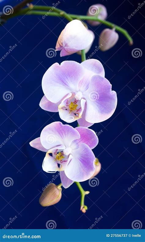 Beautiful Bright Lilac Orchids Stock Image Image Of Plant Bright