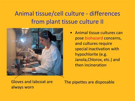 Plant Tissue Culture Powerpoint Slides