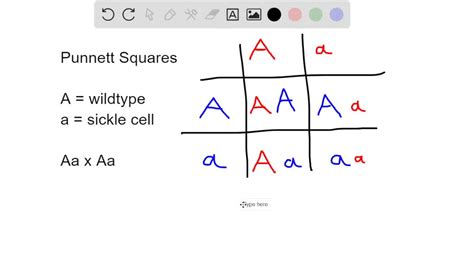 Sickle Cell Anemia Punnett Square