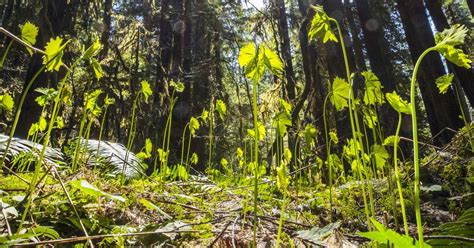 Bidens Executive Order In Seattle Spotlights Importance Of Old Growth