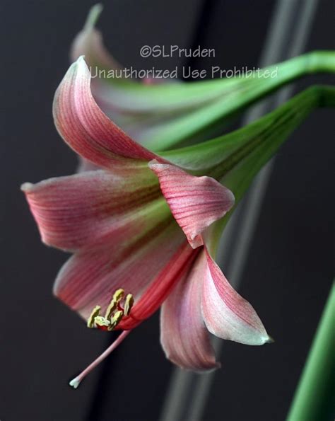 photo of the stamens filaments and pistils of amaryllis hippeastrum misty posted by