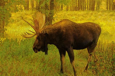 Wyoming Bull Moose Moose Elk Animal Mammal Free Image From