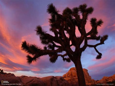 Free Download Joshua Tree National Park Hd Wallpapers Best Collection