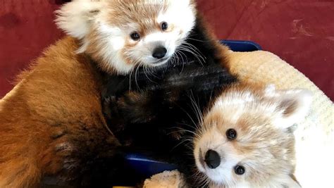 Erie Zoo Welcomes Red Panda Cub From Zoo Knoxville