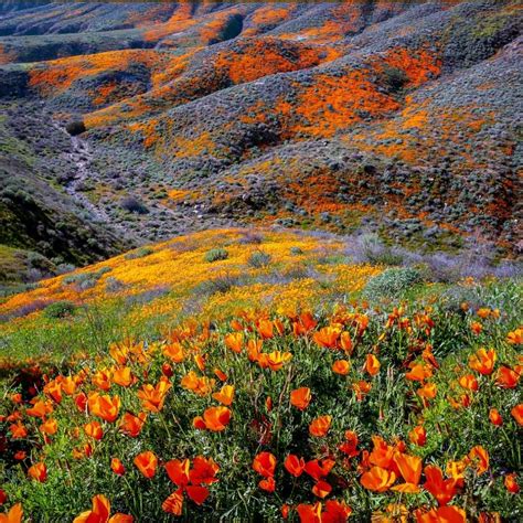 The Hills Are Alive With California Poppies In Riverside County