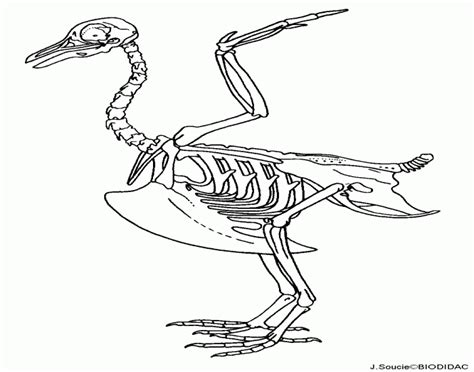 Since different bone in cuts can have varying amounts of fat and bone content, sometimes it can be difficult to figure out how to calculate the bone content percentage in a prey model raw diet. Chicken Bone Anatomy