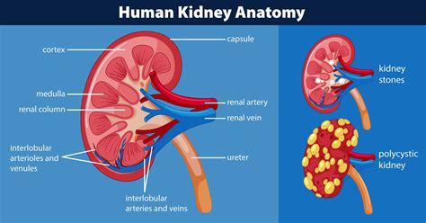 Internal Structure Of Human Kidney