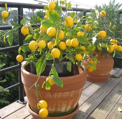 Growing Lemons In Pots