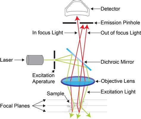 Confocal Microscopes Institute For Molecular Bioscience University