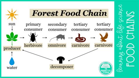 Ecosystem Food Chains Food Webs And Energy Pyramids The Productive