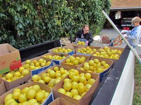 Citrus Harvest For Yourself And Others Ufifas Extension Clay County