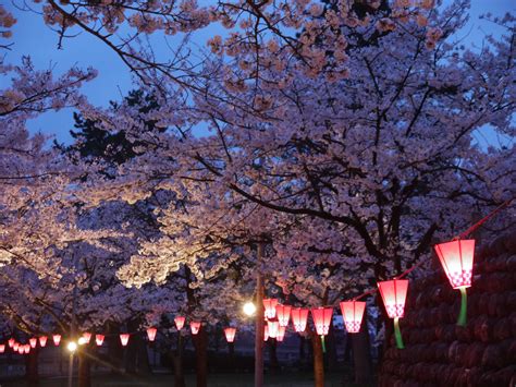 Cherry Blossoms Cerezos Sakura At Night In Namerikawa Japan Japon