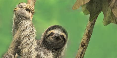 Due to their slow movement, they will have algae growing on their fur. Fun Facts About Sloths — 14 Sloth Facts