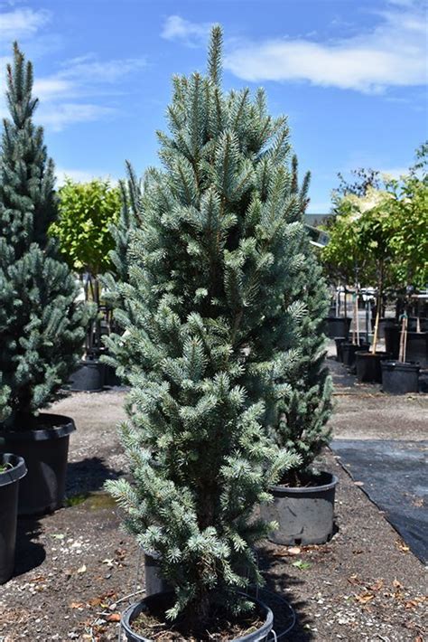 Blue Totem Spruce Picea Pungens Blue Totem At Chalet Nurseryblue