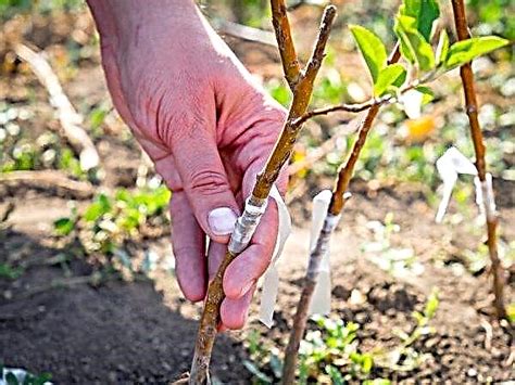 Stock Para Un Manzano Qué Es Cómo Crecer Clasificación Jardinería