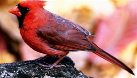 Different Species Of Cardinal Birds Sciencing