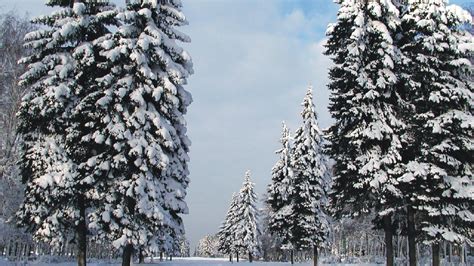 Download Wallpaper 1920x1080 Pines Trees Winter Full Hd 1080p Hd