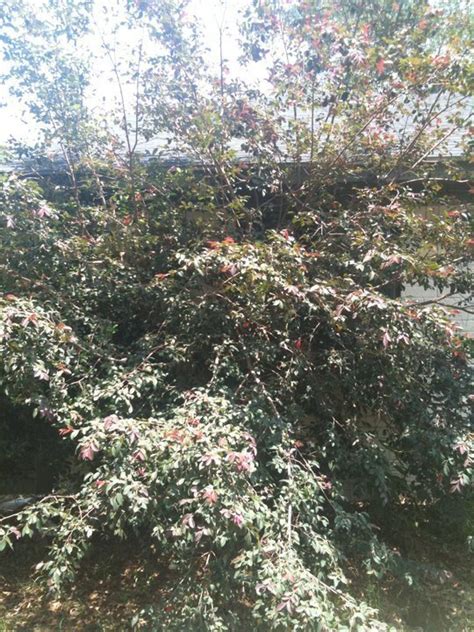 Some, such as crab apple trees, have pretty fruits for autumn interest. Shrub/tree With Green Leaves Year Round, Red Leaves Tiped ...