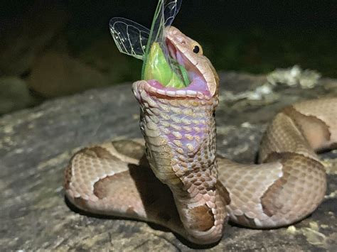Creepy Pic Snake Swallows Massive Cicada Whole The Horn News