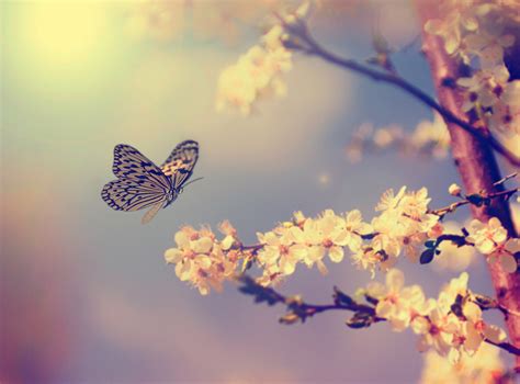 Butterfly Spring Blossom Wallpapers Wallpaper Cave