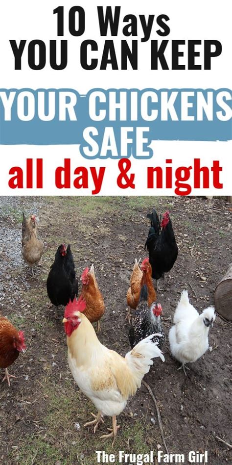 How To Keep Your Chickens Safe In 2021 Chickens Backyard Backyard