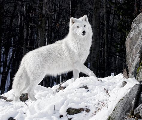 Lobo Blanco En La Nieve Imágenes Y Fotos