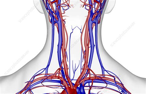 The Blood Supply Of The Neck Stock Image F0016630 Science Photo