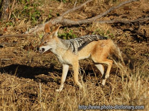 jackal - photo/picture definition at Photo Dictionary - jackal word and