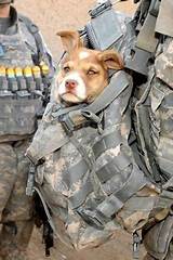Pictures of Military Service Animals