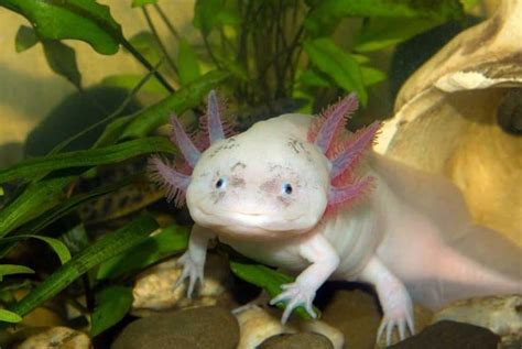6 Best Amphibian Pets Species Youll Love