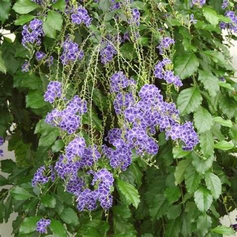 The duranta erecta is a flowering shrub that grows in zones 10 and 11. Duranta repens 'Sapphire' | Duranta plumieri 'Sapphire ...