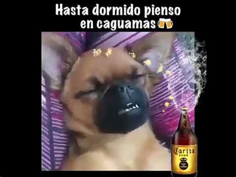 Perro Quiero Una Caguama Youtube