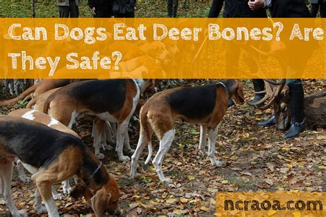 Can Dogs Eat Deer Bones National Canine Research Association Of America