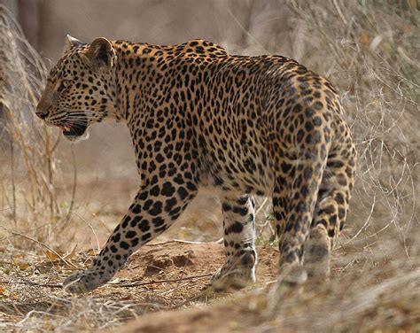 Leopard Ranthambore India Simon And Karen Spavin Flickr