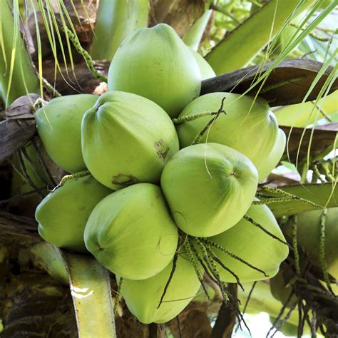 Green Coconut Tropical Fruit Naturally Sealed Coconut Water Tropical