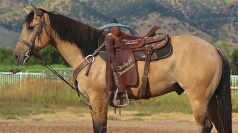 Similar colors in some breeds of dogs are also called buckskin. Most Important Facts On Buckskin Horse For You