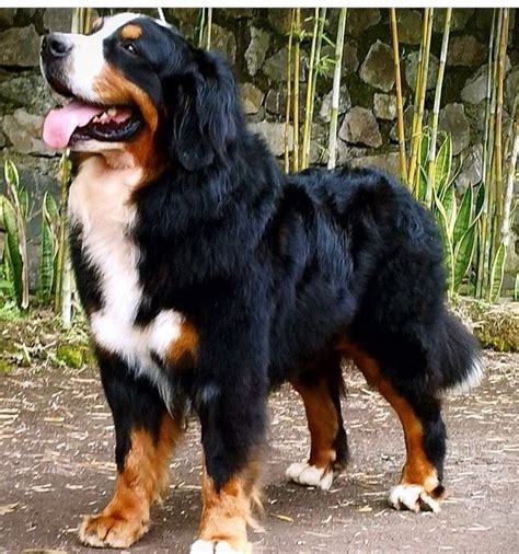 Bernese Mountain Dog Hopefully Will Own One Someday