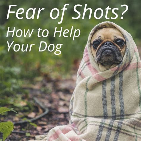 As you can see, this period overlaps that of the. Understanding Fear Periods in Dogs | PetHelpful