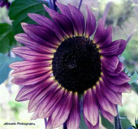 Beautiful Purple Sunflower I Want This One For My Summer Garden 🌻