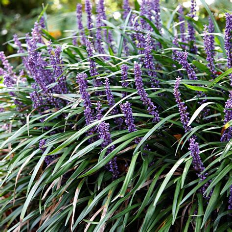 Liriope Muscari Ingwersen Lily Herbe Violette Set De 2 ↑ 30 40cm