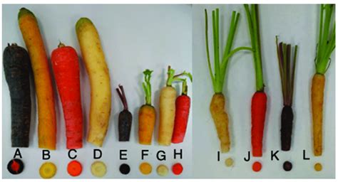 Types Of Carrots And Varieties A Normal Purple Carrot Npc B Normal