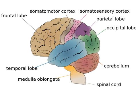 Lobus Otak Dan Fungsinya Bagian Utama Otak Mengendalikan Aktivitas