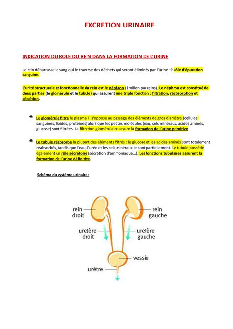 Excretion Urinaire Excretion Urinaire Indication Du Role Du Rein Dans