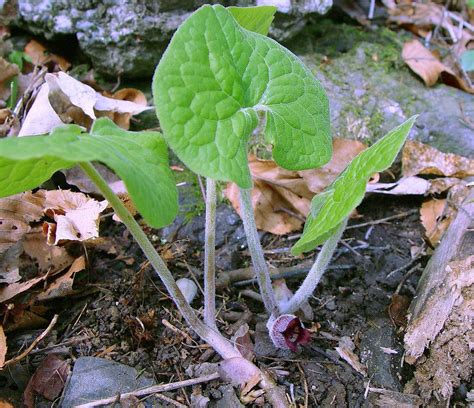 Wild Ginger Maine Native Plants