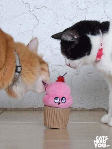 Sharing A Cupcake Cats Herd You