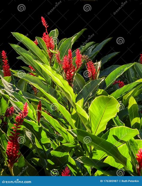 A Flowering Red Ginger Shrub With Dark Background Stock Image Image