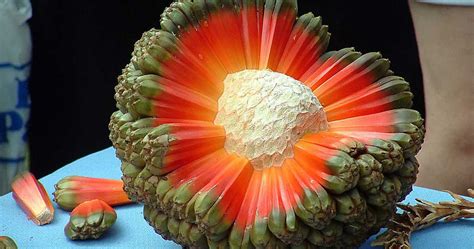 Sweet and slightly sour, it's a good alternative to citrus and works well as a garnish. 46 Of The World's Weirdest Fruits And Vegetables | Bored Panda