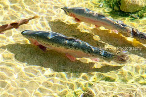 Rainbow Trout Ed Mccue Photography